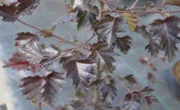 Betula pendula 'Purpurea' - Swedish Birch - Betula pendula 'Purpurea'