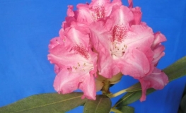 Sneezy - Rhododendron yakushimanum - Sneezy - Rhododendron yakushimanum