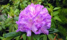 Alfred - różanecznik wielkokwiatowy - Alfred - Rhododendron hybridum