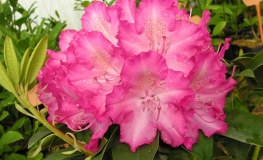 Sternzauber - Rhododendron Hybride - Sternzauber - Rhododendron hybridum