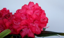Władysław Jagiełło ROYAL RED PBR - różanecznik wielkokwiatowy - Rhododendron hybridum 'Władysław Jagiełło Royal Red' PBR ROYAL RED