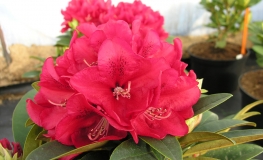 Brisanz - haematodes-hybr. - Rhododendron Hybride - Brisanz - Rhododendron hybridum