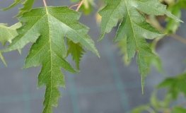 Betula pendula 'Dalecarlica' - Hänge-Birke - Betula pendula 'Dalecarlica'