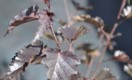 Betula pendula 'Royal Frost' - Swedish Birch - Betula pendula 'Royal Frost'