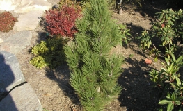 Pinus heldreichii 'Horak' - Zwerg-Schlangenhaut-Kiefer - Pinus heldreichii 'Horak' -  Pinus leucodermis