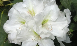 Eskimo - Rhododendron Hybride - Eskimo - Rhododendron hybridum