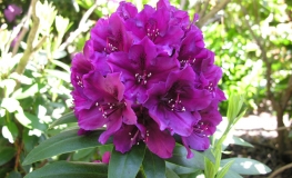 Polarnacht - Rhododendron Hybride - Polarnacht - Rhododendron hybridum