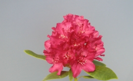 Van Weerden Poelman - Rhododendron Hybride - Van Weerden Poelman - Rhododendron hybridum