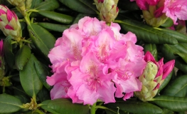 Haaga -  Rhododendron Hybride - Haaga - Rhododendron hybridum