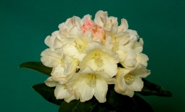 Golden Torch - Rhododendron yakushimanum - Golden Torch - Rhododendron yakushimanum