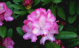 Blurettia - Rhododendron yakushimanum - Blurettia - Rhododendron yakushimanum