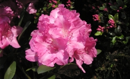 Lumina - Rhododendron yakushimanum - Lumina - Rhododendron yakushimanum