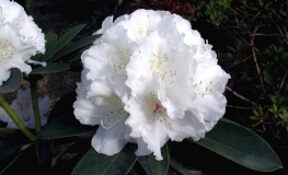 Schneekrone - Rhododendron yakushimanum - Schneekrone - Rhododendron yakushimanum