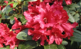 Bengal - Rhododendron repens - Bengal - Rhododendron repens