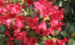 Scarlet Wonder - Różanecznik repens - Scarlet Wonder - Rhododendron repens