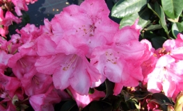 Gartendirektor Glocker - różanecznik Williamsa - Gartendirektor Glocker - Rhododendron williamsianum