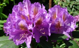 Blutopia - Rhododendron hybrid - Blutopia - Rhododendron hybridum