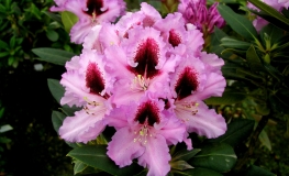 Kabarett - Rhododendron Hybride - Kabarett - Rhododendron hybridum