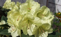 Goldinetta - Rhododendron Hybride - Goldinetta - Rhododendron hybridum