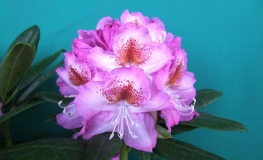 Kazimierz Odnowiciel ROYAL VIOLET PBR - Rhododendron Hybride - Kazimierz Odnowiciel ROYAL VIOLET PBR - Rhododendron hybridum