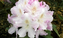 Hoppy - Rhododendron yakushimanum - Hoppy - Rhododendron yakushimanum