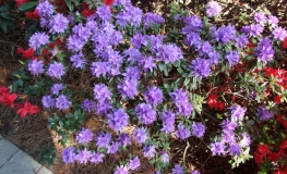 Azurika lapponicum - Rhododendron ;  Rhododendron Dwarf Hybrids - Azurika lapponicum - Rhododendron