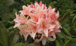 Chanel - Azalee - Chanel - Rhododendron (Azalea)