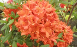 Feuerwerk - Azalee - Feuerwerk - Rhododendron (Azalea)