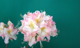 Satomi - Azalee - Satomi - Rhododendron (Azalea)