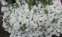 Kermesina Alba - Japanese Azalea - Kermesina Alba - Rhododendron
