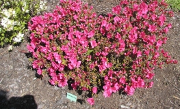 Canzonetta - Azalee - Canzonetta - Rhododendron