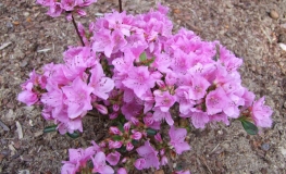 Otava - Azalee - Otava - Rhododendron