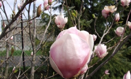 x soulangeana 'Verbanica' - Tulpen-Magnolie - Magnolia x soulangeana 'Verbanica'