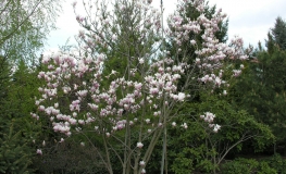 soulangeana - magnolia pośrednia; magnolia Soulange'a - Magnolia x soulangeana