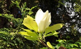 YELLOW RIVER - 'Fei Huang' - lilytree ; Yulan-Magnolia - Magnolia denudata 'Fei Huang' ; Magnolia denudata YELLOW RIVER