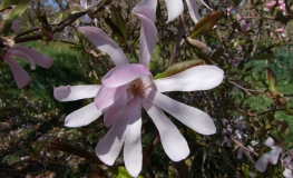 x loebneri 'Merrill' - Loebner Magnolie - Magnolia x loebneri 'Merril'l