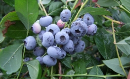 Sierra - Highbush blueberry - Sierra - Vaccinium corymbosum