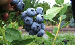 Bluecrop - Highbush blueberry - Bluecrop - Vaccinium corymbosum