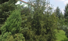 Picea abies 'Cranstonii' - Norway spruce - Picea abies 'Cranstonii'