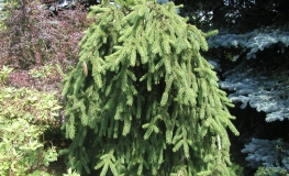 Picea abies 'Inversa' - Norway spruce - Picea abies 'Inversa'
