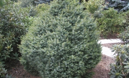 Picea omorika 'Nana' - Serbische Kegel-Fichte - Picea omorika 'Nana'