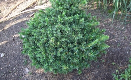 Picea omorika 'Wodan' - świerk serbski - Picea omorika 'Wodan'