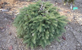 Picea abies 'Formanek' - Gemeine Fichte - Picea abies 'Formanek'