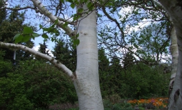 Betula utilis var. jacquemontii-Himalayan birch - Betula utilis var. jacquemontii