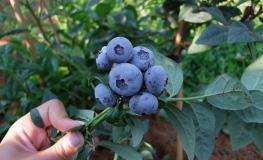 Bonus - Highbush Blueberry - Bonus - Vaccinium corymbosum