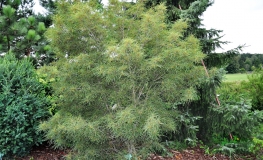 Betula pendula 'Trost's Dwarf' - Swedish Birch - Betula pendula 'Trost's Dwarf'