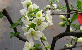 Chaenomeles speciosa 'Nivalis'  - Flowering quince - Chaenomeles speciosa  'Nivalis'