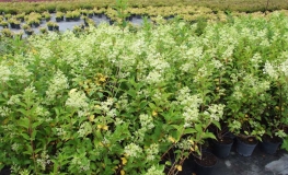 Hydrangea paniculata 'Kyushu' - Panicle hydrangea - Hydrangea paniculata 'Kyushu'