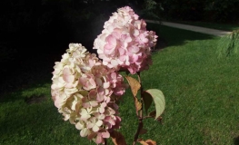 Hydrangea paniculata 'Silver Dollar' - hortensja bukietowa - Hydrangea paniculata 'Silver Dollar'