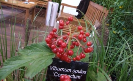 Viburnum opulus 'Compactum'-  Common Snowball - Viburnum opulus 'Compactum'